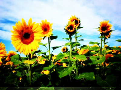 有专门的压榨油葵的榨油机吗？(图2)